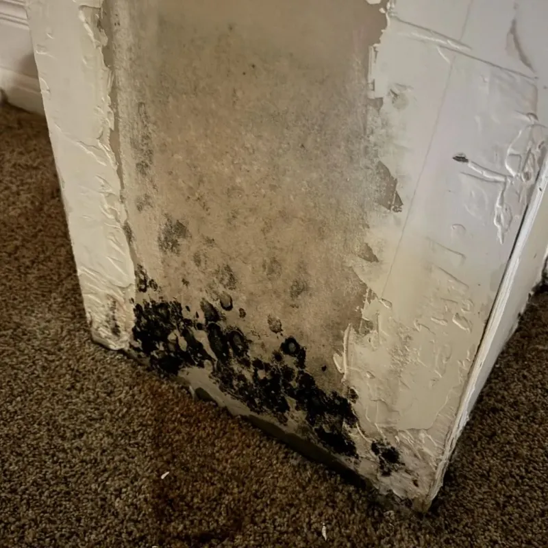 Professional Mold Removal in Inniswold, LA